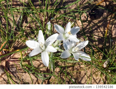White flowers of the Star of Bethlehem (Ornithogalum umbellatum) 139542186