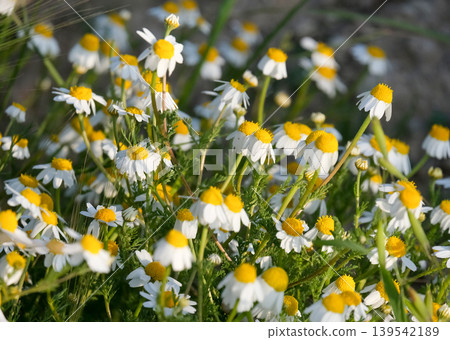 Palestinian Chamomile (Anthemis palestina) 139542189