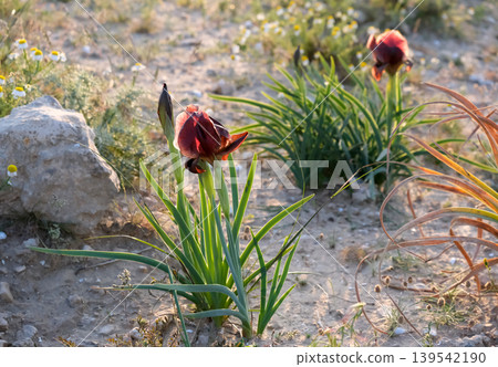 Iris purple (lat. - Iris atrofusca), endemic in the Israel 139542190