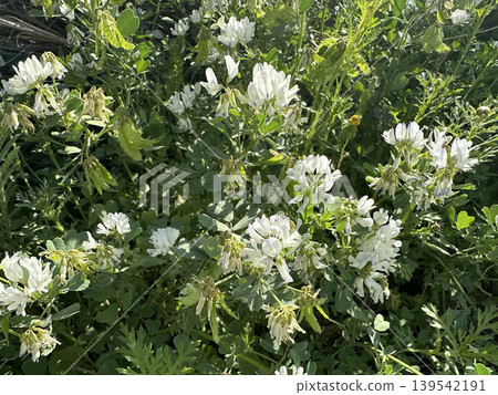 Spring blossom Arabian Fenugreek (Trigonella arabica) 139542191