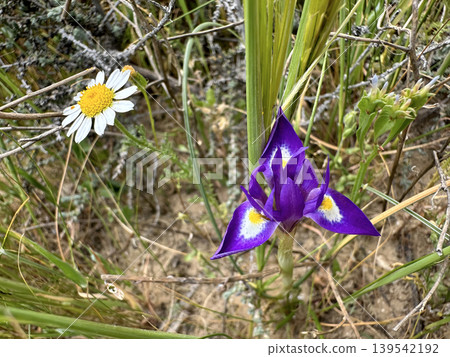 Morea Barbary nut (lat. Moraea sisyrinchium) in the desert Morea Barbary nut (lat. Moraea sisyrinchium) in the desert 139542192