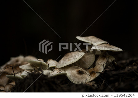 成簇生長的蘑菇 成簇生長的蘑菇 139542204