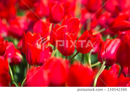 Colorful tulips blooming in a spring flowerbed 139542390