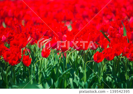 Colorful tulips blooming in a spring flowerbed 139542395