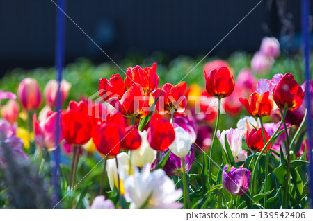 Colorful tulips blooming in a spring flowerbed Colorful tulips blooming in a spring flowerbed 139542406