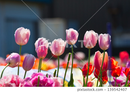 Colorful tulips blooming in a spring flowerbed 139542407