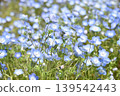 A lovely cluster of nemophila flowers 139542443