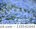 Enchanting nemophila in full bloom 139542444