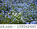 White nemophila blooming amidst blue 139542445