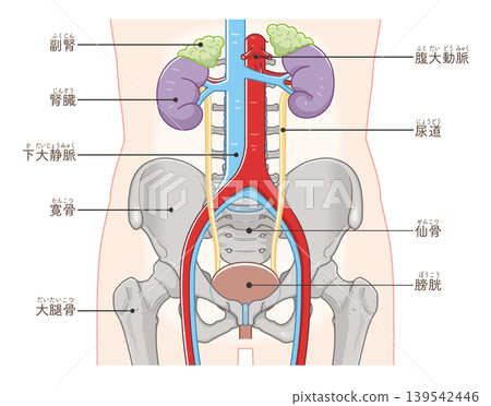 腎臟、輸尿管、膀胱和骨盆腔示意圖 139542446
