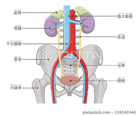 Kidney, ureter, bladder, and pelvis illustration Kidney, ureter, bladder, and pelvis illustration 139542448