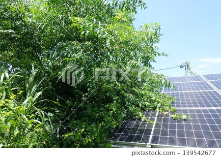 Solar panels affected by being covered by trees Solar panels affected by being covered by trees 139542677