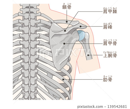 背部的肩關節 139542681