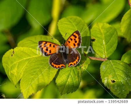 Phalaenopsis in the grass with wings open Phalaenopsis in the grass with wings open 139542689