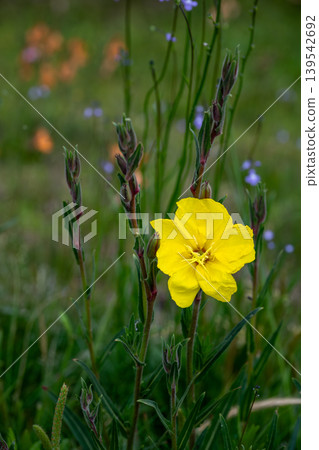 Yellow flower of Matsuyoshiyushi Yellow flower of Matsuyoshiyushi 139542692