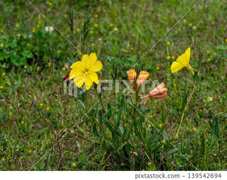 Yellow flower of Matsuyoshiyushi Yellow flower of Matsuyoshiyushi 139542694