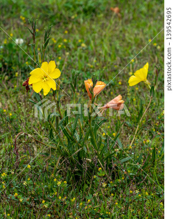 Yellow flower of Matsuyoshiyushi Yellow flower of Matsuyoshiyushi 139542695