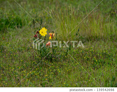 Yellow flower of Matsuyoshiyushi Yellow flower of Matsuyoshiyushi 139542698