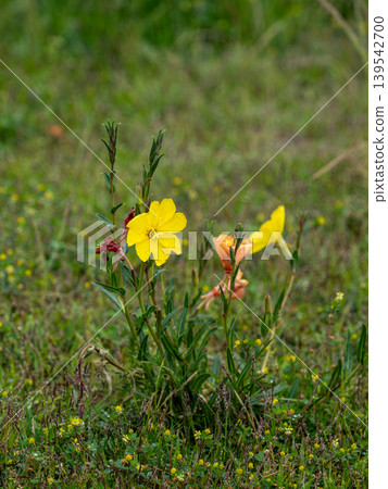 Yellow flower of Matsuyoshiyushi Yellow flower of Matsuyoshiyushi 139542700