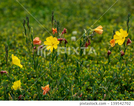 Yellow flower of Matsuyoshiyushi Yellow flower of Matsuyoshiyushi 139542702