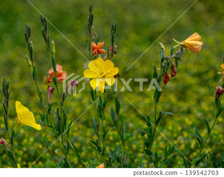 Yellow flower of Matsuyoshiyushi Yellow flower of Matsuyoshiyushi 139542703