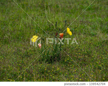 Yellow flower of Matsuyoshiyushi Yellow flower of Matsuyoshiyushi 139542704