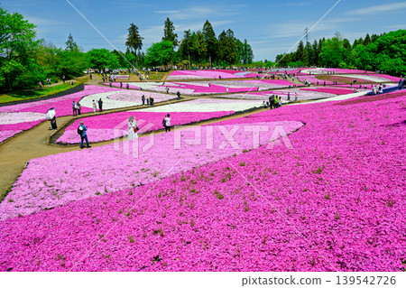 秩父市、羊山公園、武甲山山麓、春天的芝櫻之丘 秩父市、羊山公園、武甲山山麓、春天的芝櫻之丘 139542726