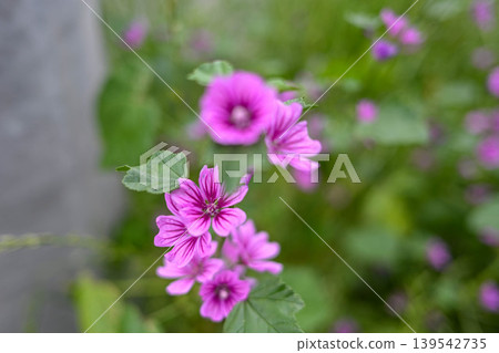 Mallow flowers blooming by the roadside Mallow flowers blooming by the roadside 139542735