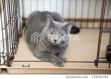 籠子裡的沙特爾犬 籠子裡的沙特爾犬 139542745