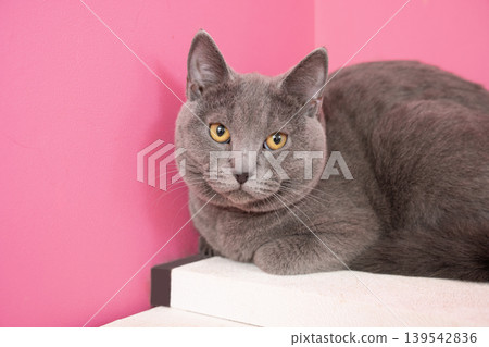 A Chartreux cat sitting against a pink background. A Chartreux cat sitting against a pink background. 139542836