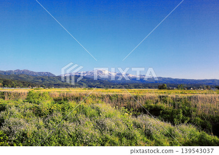 Rice paddy scenery in the Shonai Plain in May 139543037
