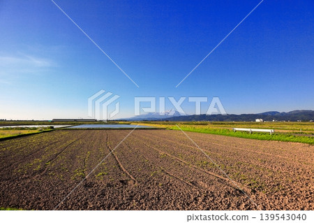 Rice paddy scenery in the Shonai Plain in May 139543040