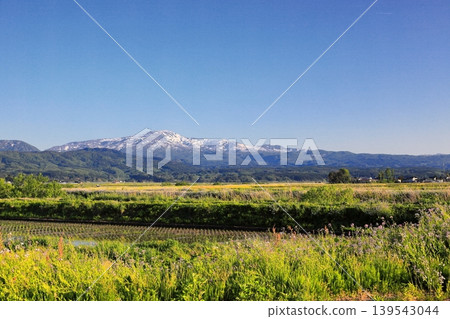 Rice paddy scenery in the Shonai Plain in May 139543044