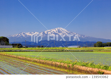 Rice paddy scenery in the Shonai Plain in May 139543062