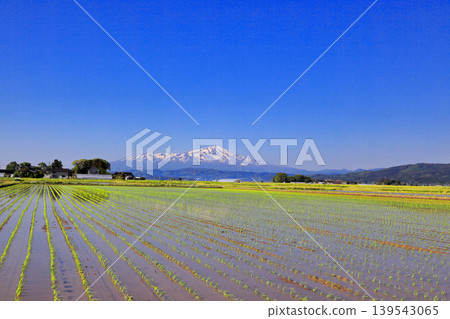 Rice paddy scenery in the Shonai Plain in May 139543065