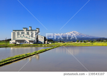 Rice paddy scenery in the Shonai Plain in May 139543107