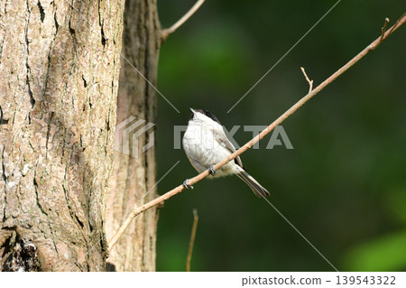 A Japanese tit perched on a branch, looking upwards. A Japanese tit perched on a branch, looking upwards. 139543322