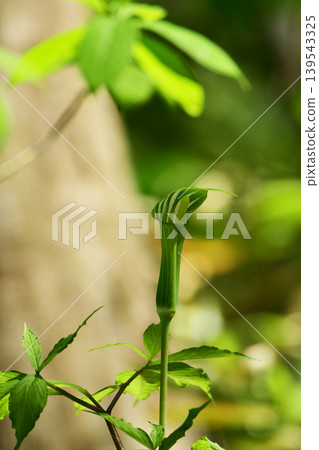 The green flowers of Arisaema serratum 139543325