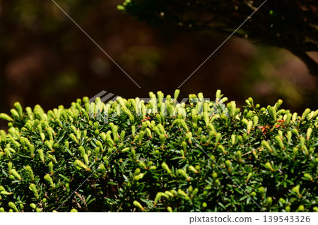 Onco sprout 139543326