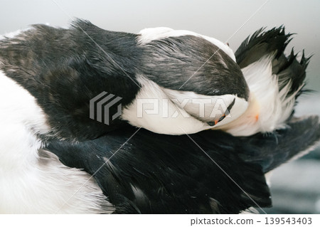 Puffin Dance #8 Puffin Dance #8 139543403