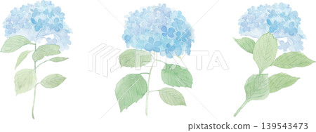 繡球花水彩向量插圖 繡球花水彩向量插圖 139543473