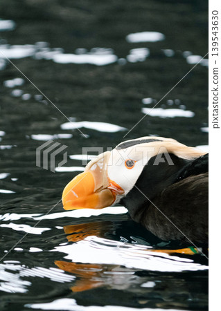 Puffin Dance #39 Puffin Dance #39 139543630