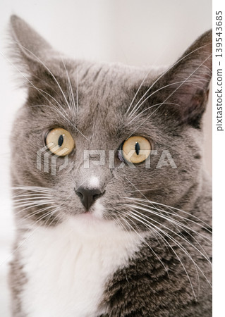 American Domestic Shorthair American Domestic Shorthair 139543685