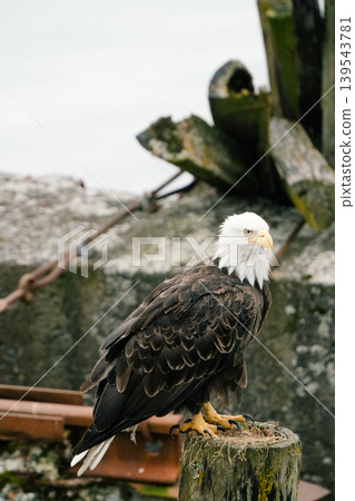 Speaking of American birds #13 139543781