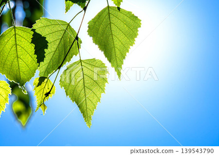 A simple scene of birch leaves translucent in the summer blue sky and sunlight. A simple scene of birch leaves translucent in the summer blue sky and sunlight. 139543790