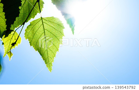 A simple scene of birch leaves translucent in the summer blue sky and sunlight. A simple scene of birch leaves translucent in the summer blue sky and sunlight. 139543792