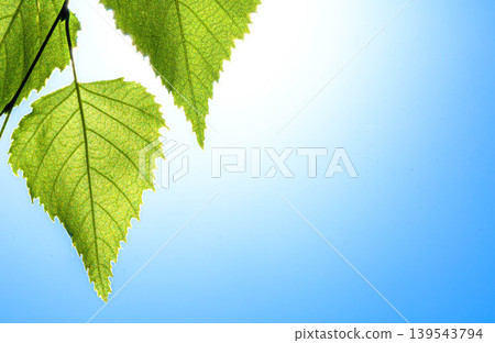 A simple scene of birch leaves translucent in the summer blue sky and sunlight. 139543794