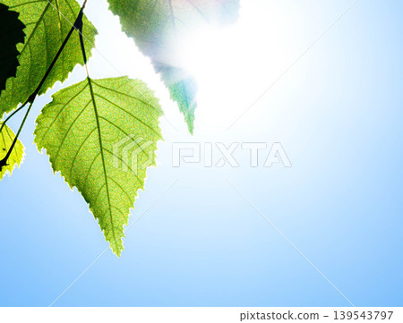 A simple scene of birch leaves translucent in the summer blue sky and sunlight. A simple scene of birch leaves translucent in the summer blue sky and sunlight. 139543797