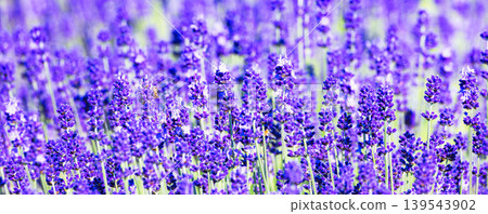 Lavender fields are an image of the refreshing summer around Furano, Hokkaido. Lavender fields are an image of the refreshing summer around Furano, Hokkaido. 139543902
