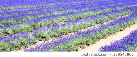 Lavender fields are an image of the refreshing summer around Furano, Hokkaido. Lavender fields are an image of the refreshing summer around Furano, Hokkaido. 139543905